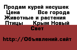 Продам курей несушек › Цена ­ 350 - Все города Животные и растения » Птицы   . Крым,Новый Свет